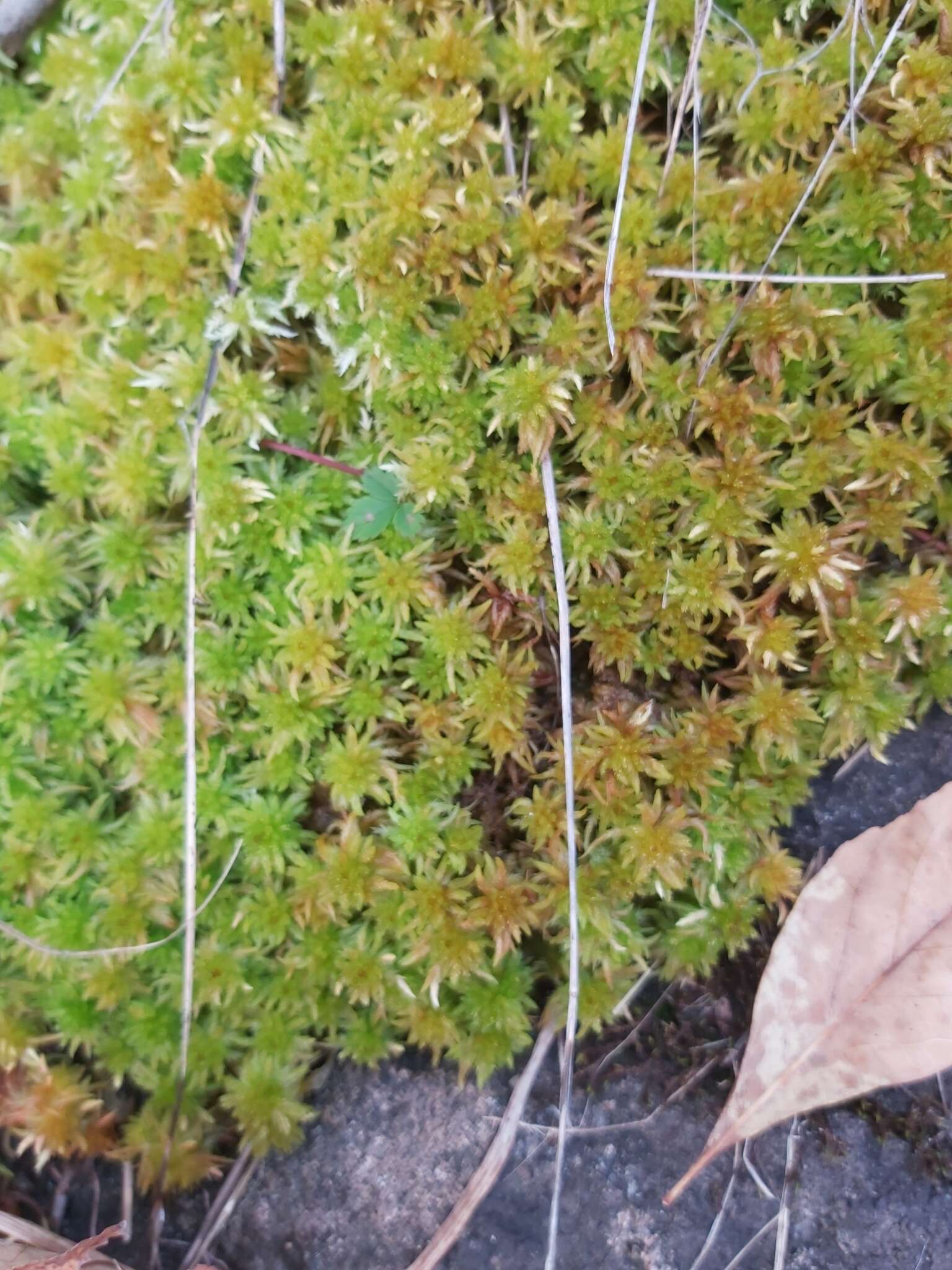 Sphagnum lescurii Sullivant ex A. Gray 1856的圖片