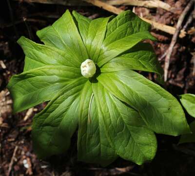 Image of Paris japonica (Franch. & Sav.) Franch.