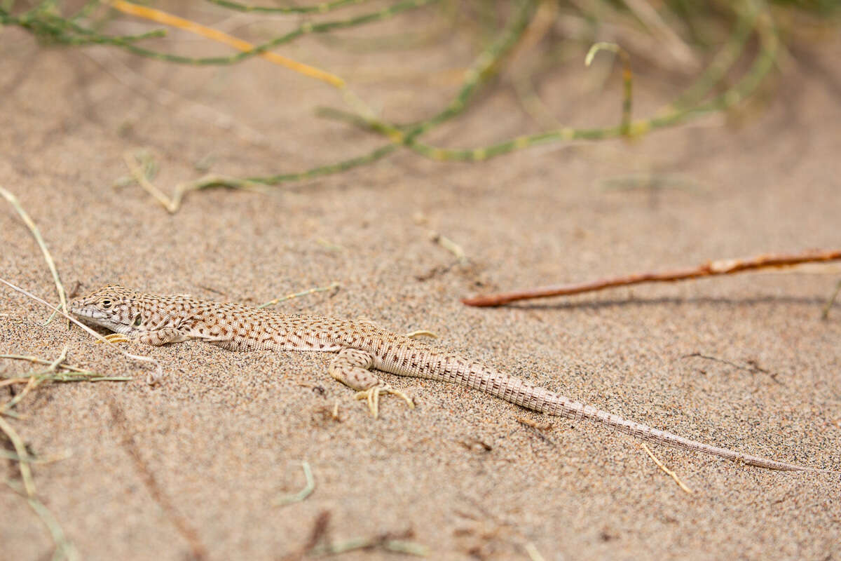 Image of Reticulate Racerunner