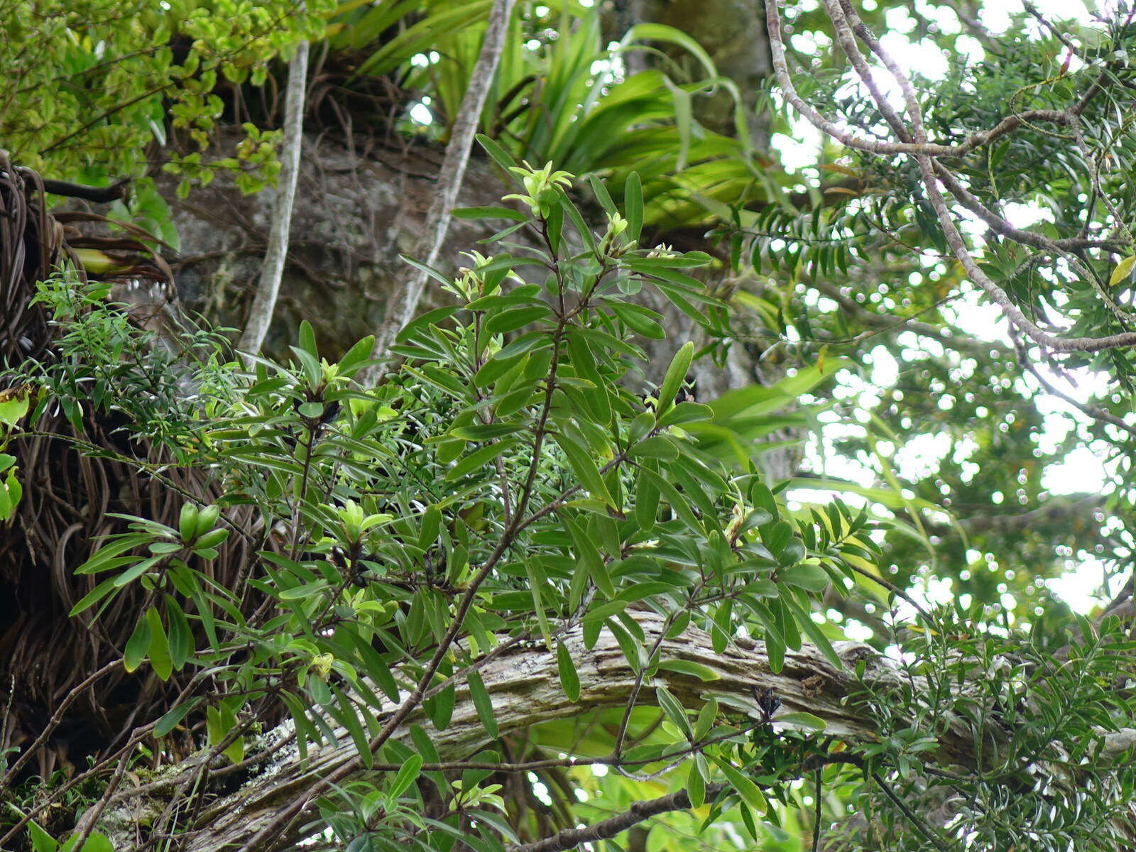 Image of Pittosporum kirkii Hook. fil. ex T. Kirk