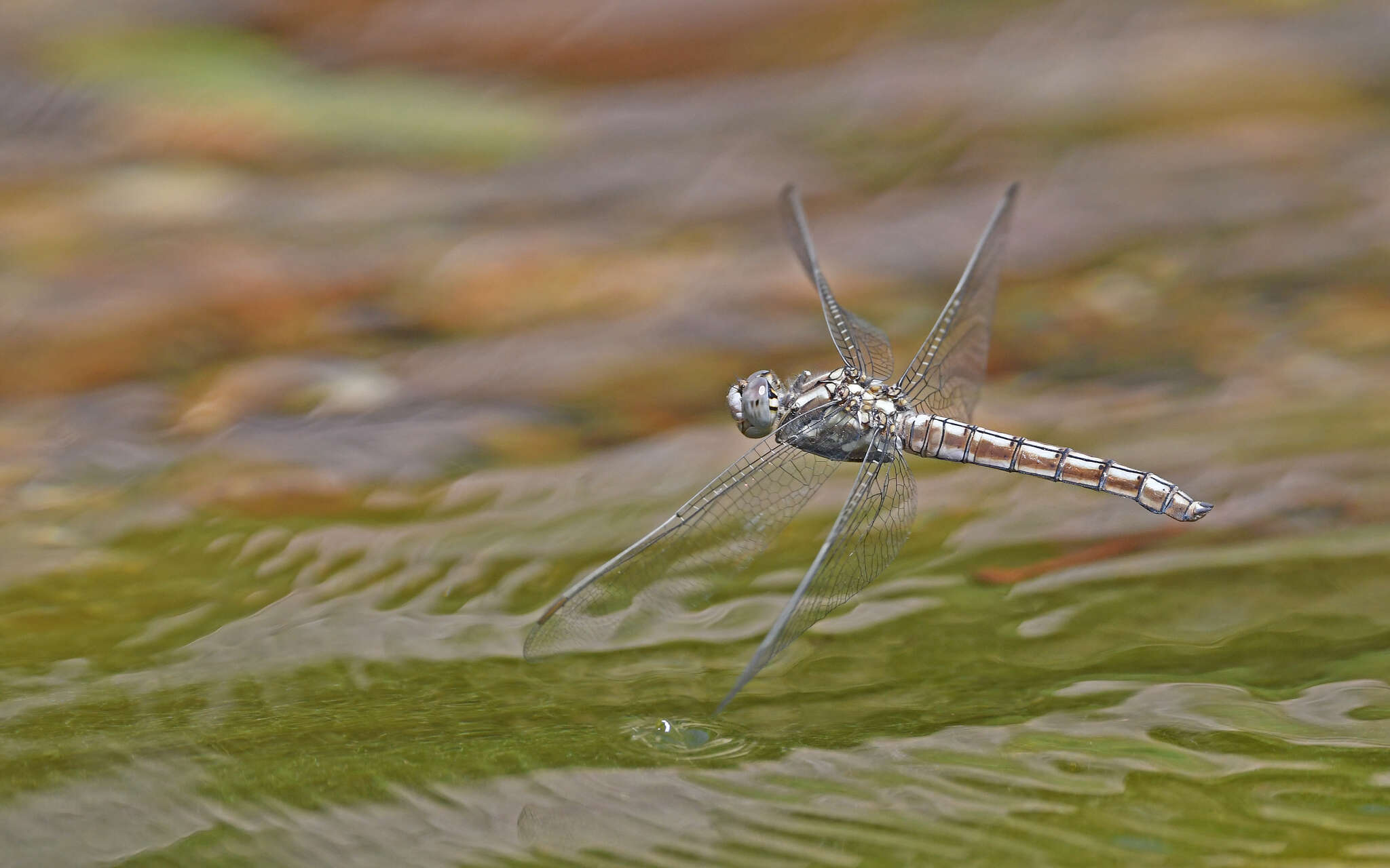 Image of <i>Orthetrum brunneum cycnos</i> Selys 1848