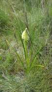 Image of meadow death camas