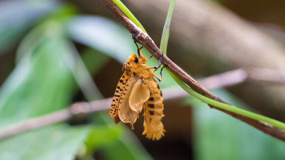 Image of Bergaris lutescens