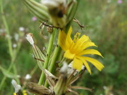 Image of chondrilla