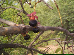 Image of Ochna pulchra Hook.