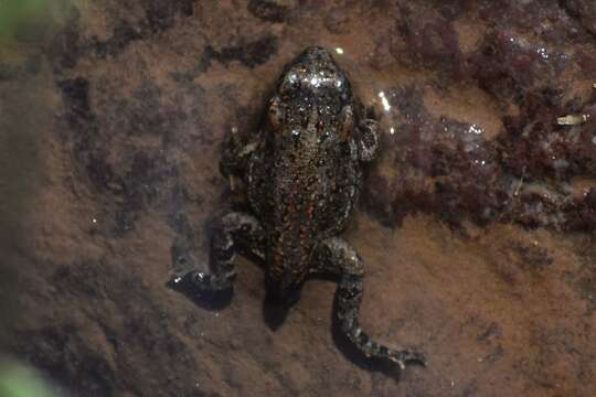 Image of Rhinella limensis (Werner 1901)