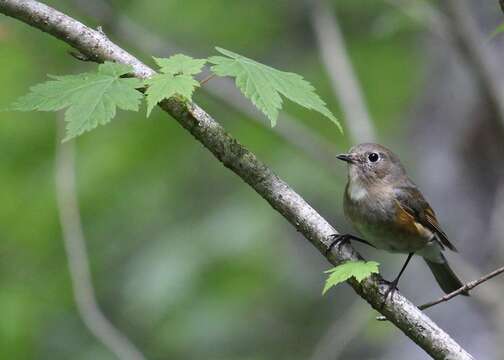 Image of Orange-flanked Bush-Robin