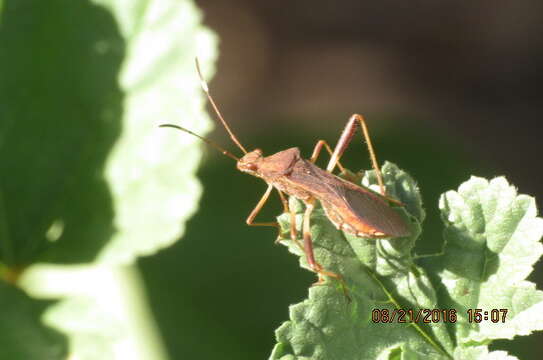 صورة Megalotomus quinquespinosus (Say 1825)