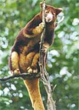 Image of Huon Tree Kangaroo