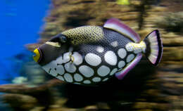 Image of clown triggerfish