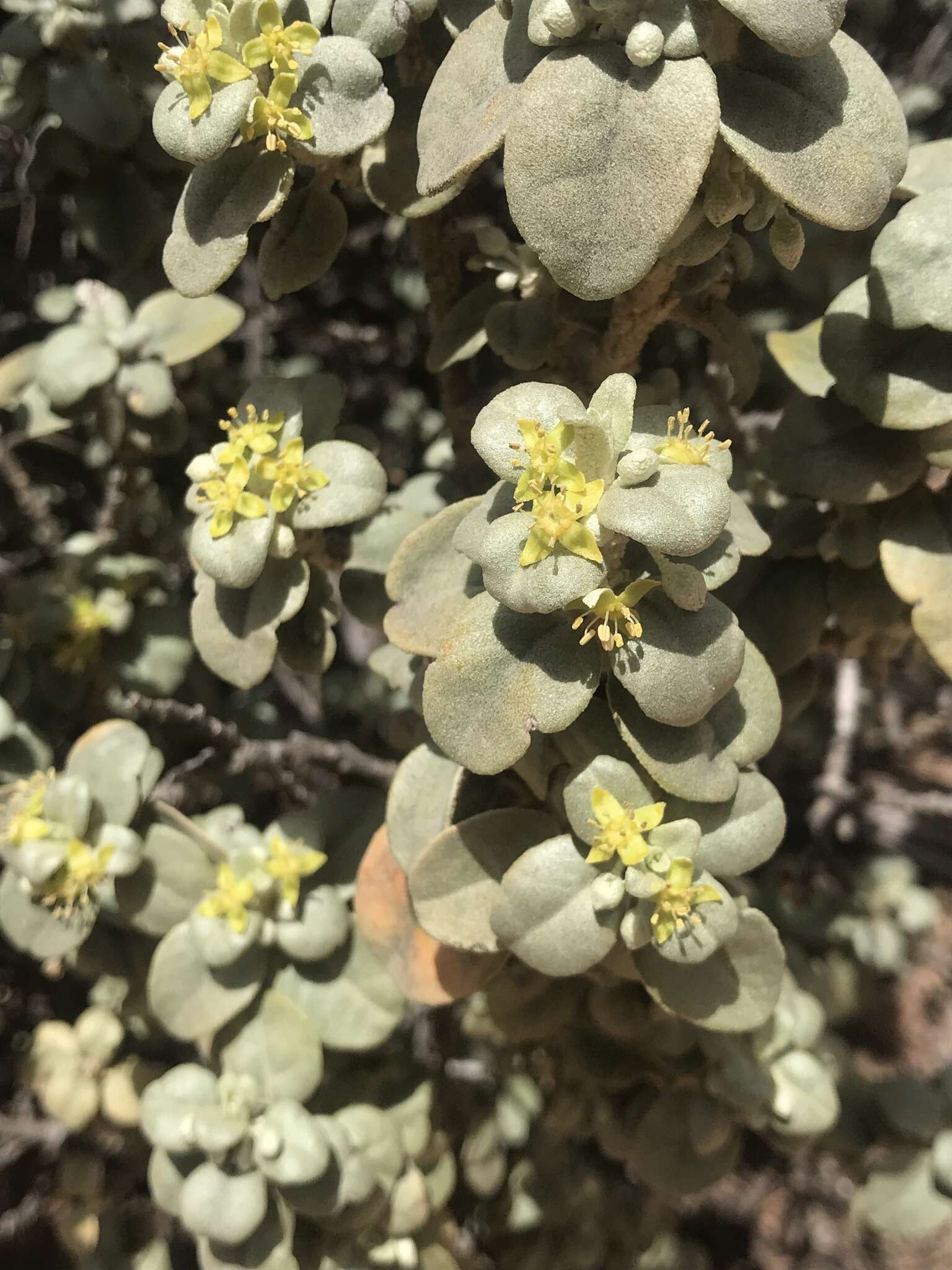 Image of roundleaf buffaloberry