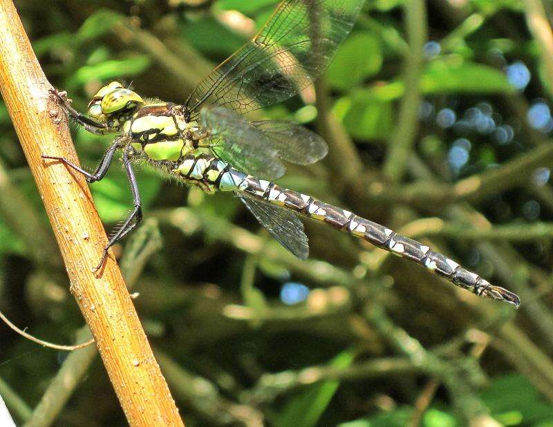 Image of Blue Hawker
