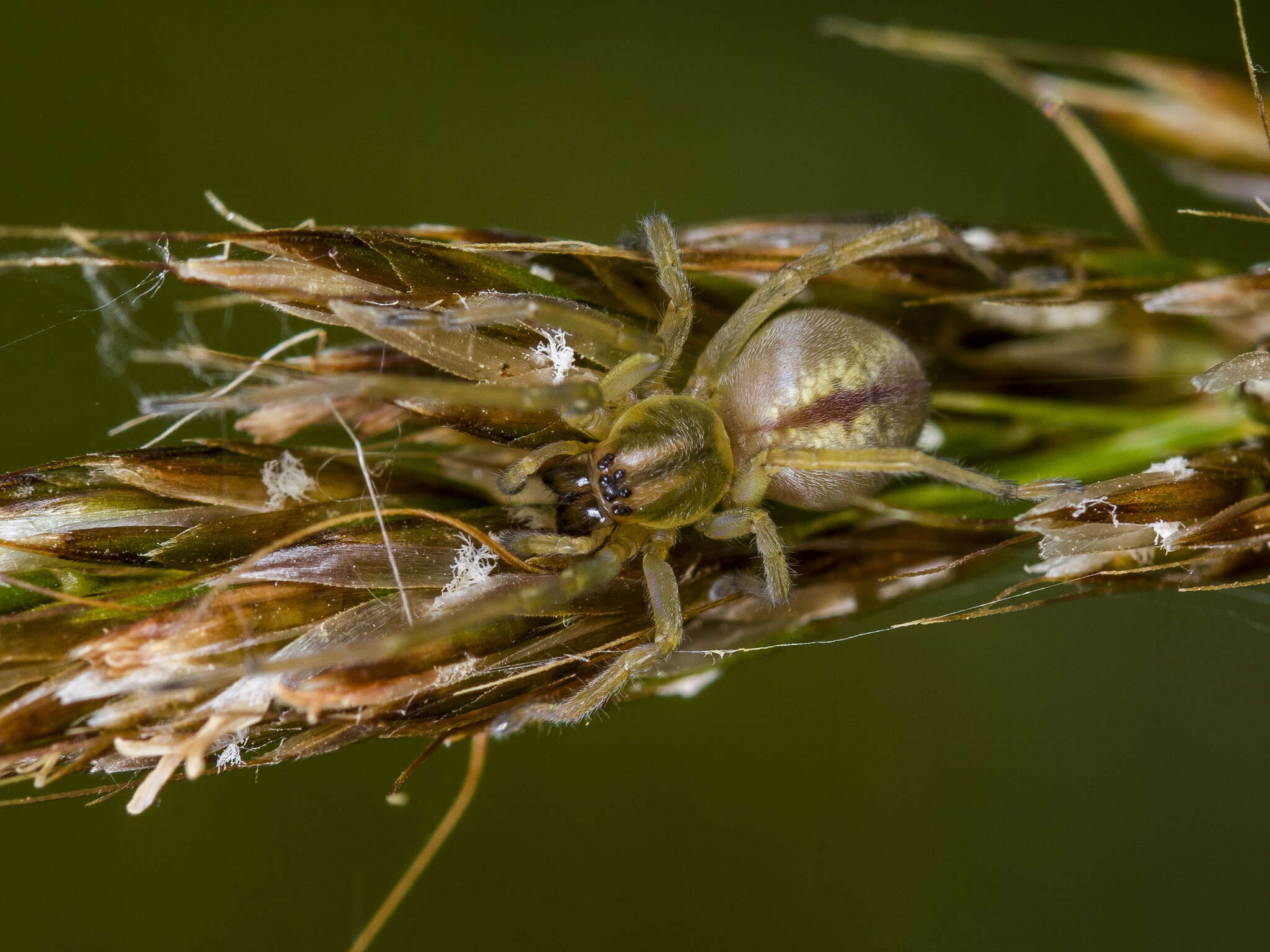 Слика од Cheiracanthium erraticum (Walckenaer 1802)