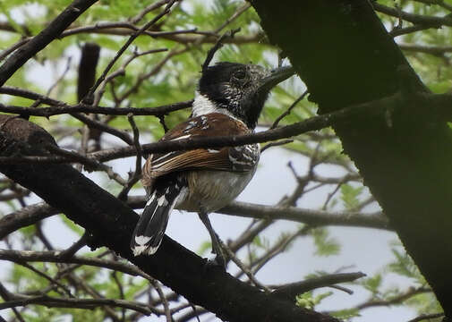 Image of Collared Antshrike