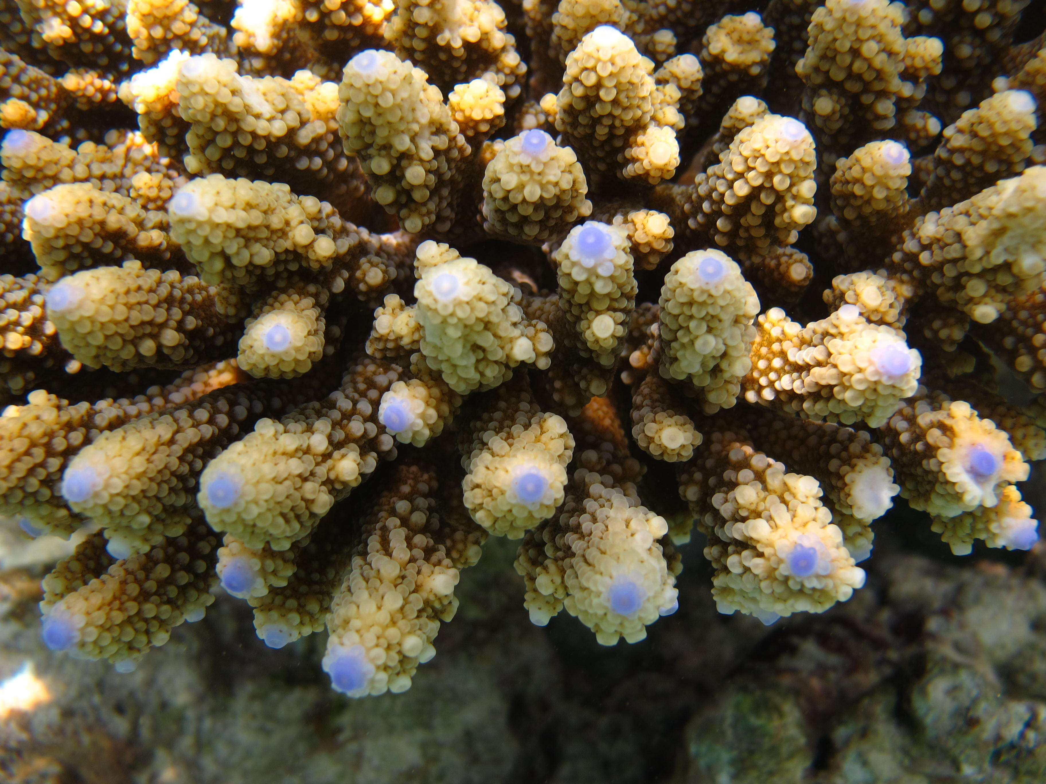 Слика од Acropora digitifera (Dana 1846)