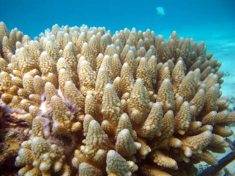 Image of Acropora gemmifera (Brook 1892)