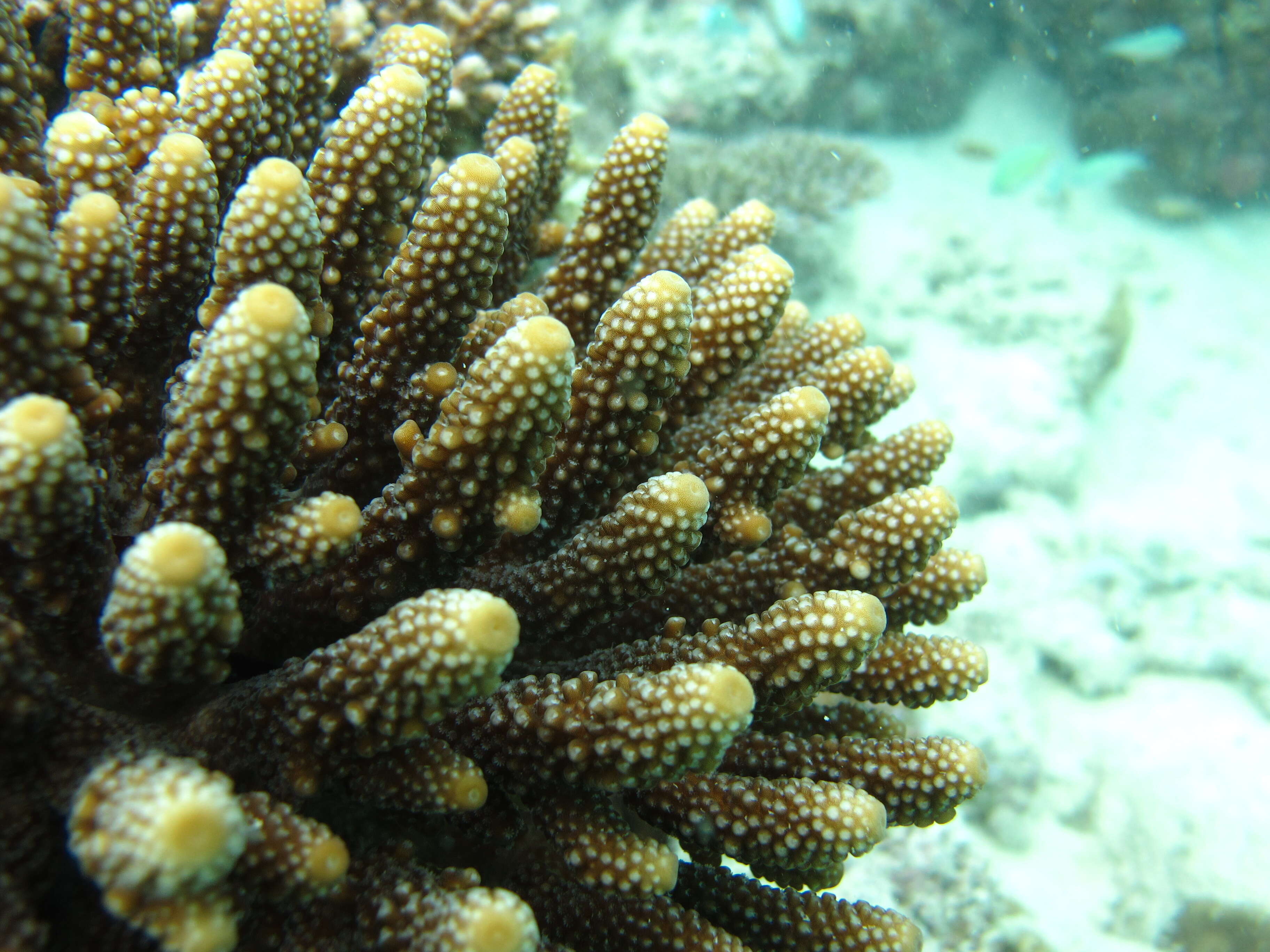 Image of Finger Coral