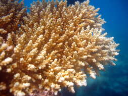 Image of Thick corymbose bush coral