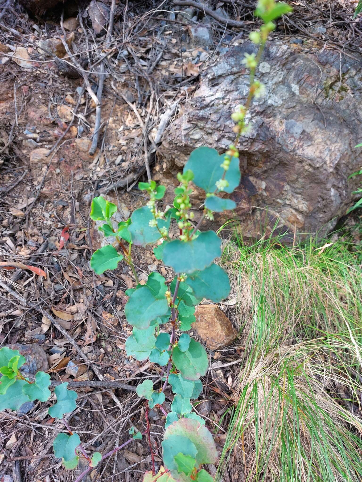 Image of Muehlenbeckia rhyticarya F. Müll.