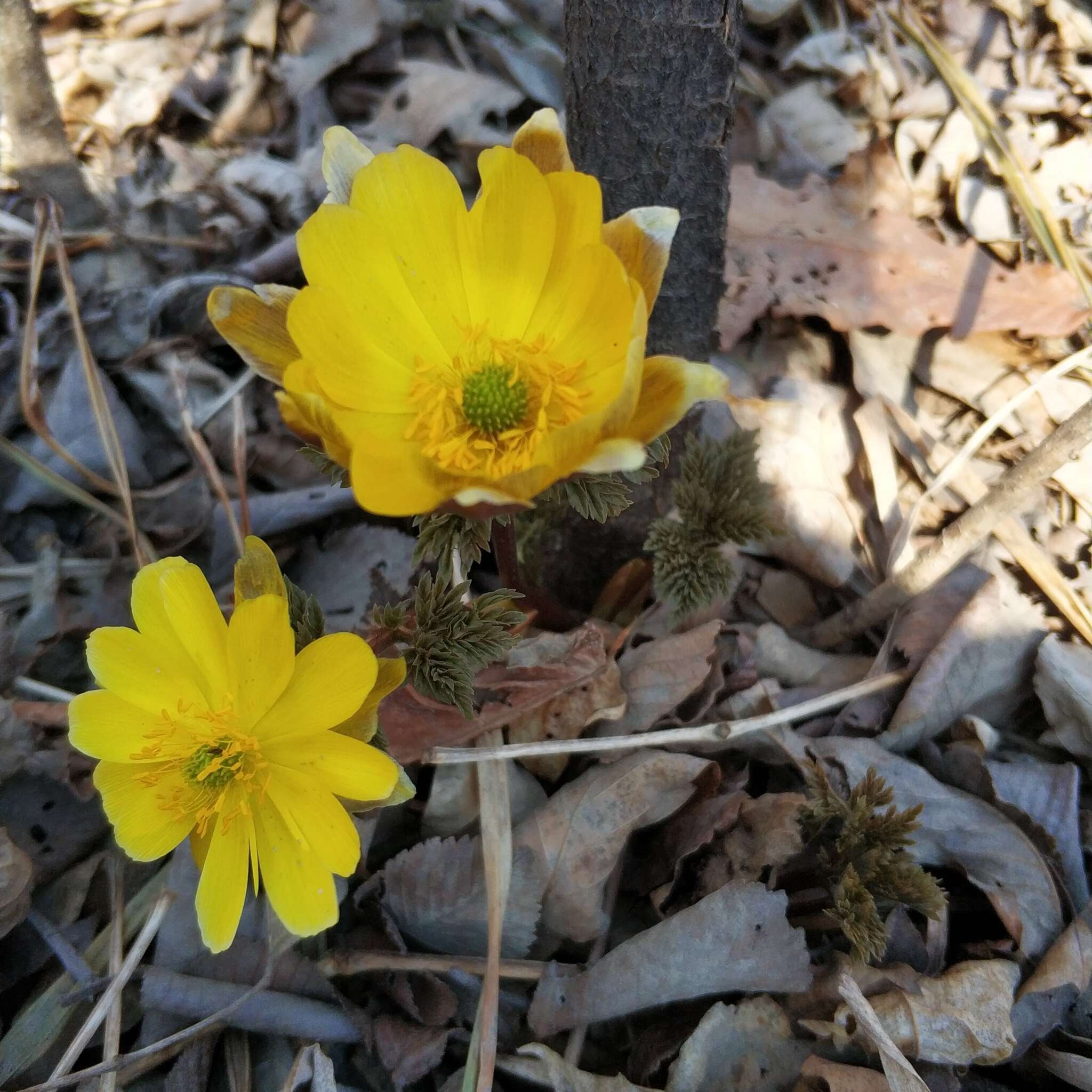 Image of Amur adonis