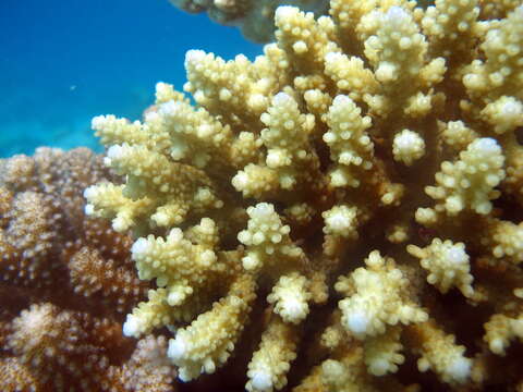 Image de Acropora loripes (Brook 1892)