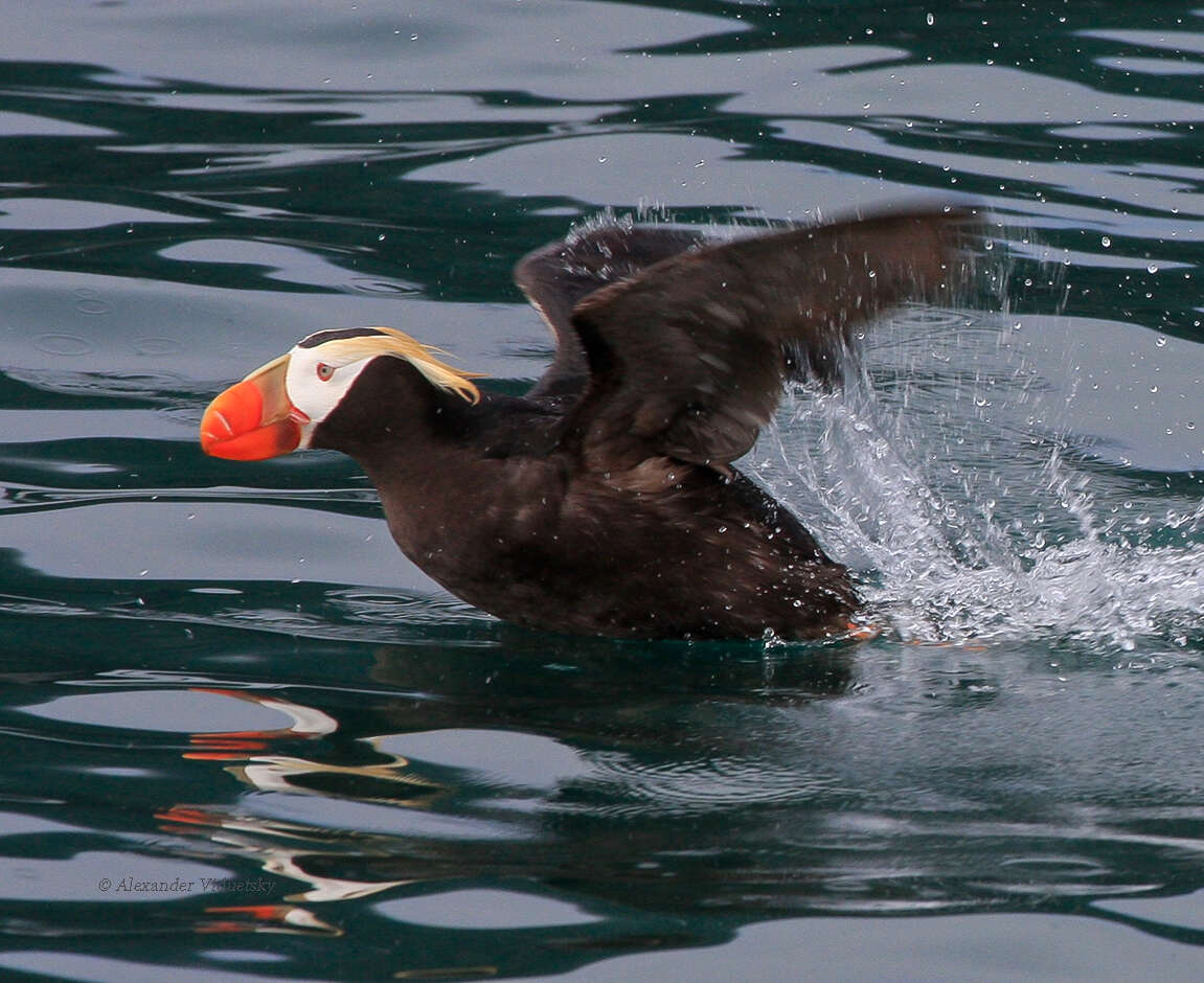 Image of Tufted Puffin