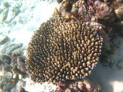 Image of Acropora digitifera (Dana 1846)