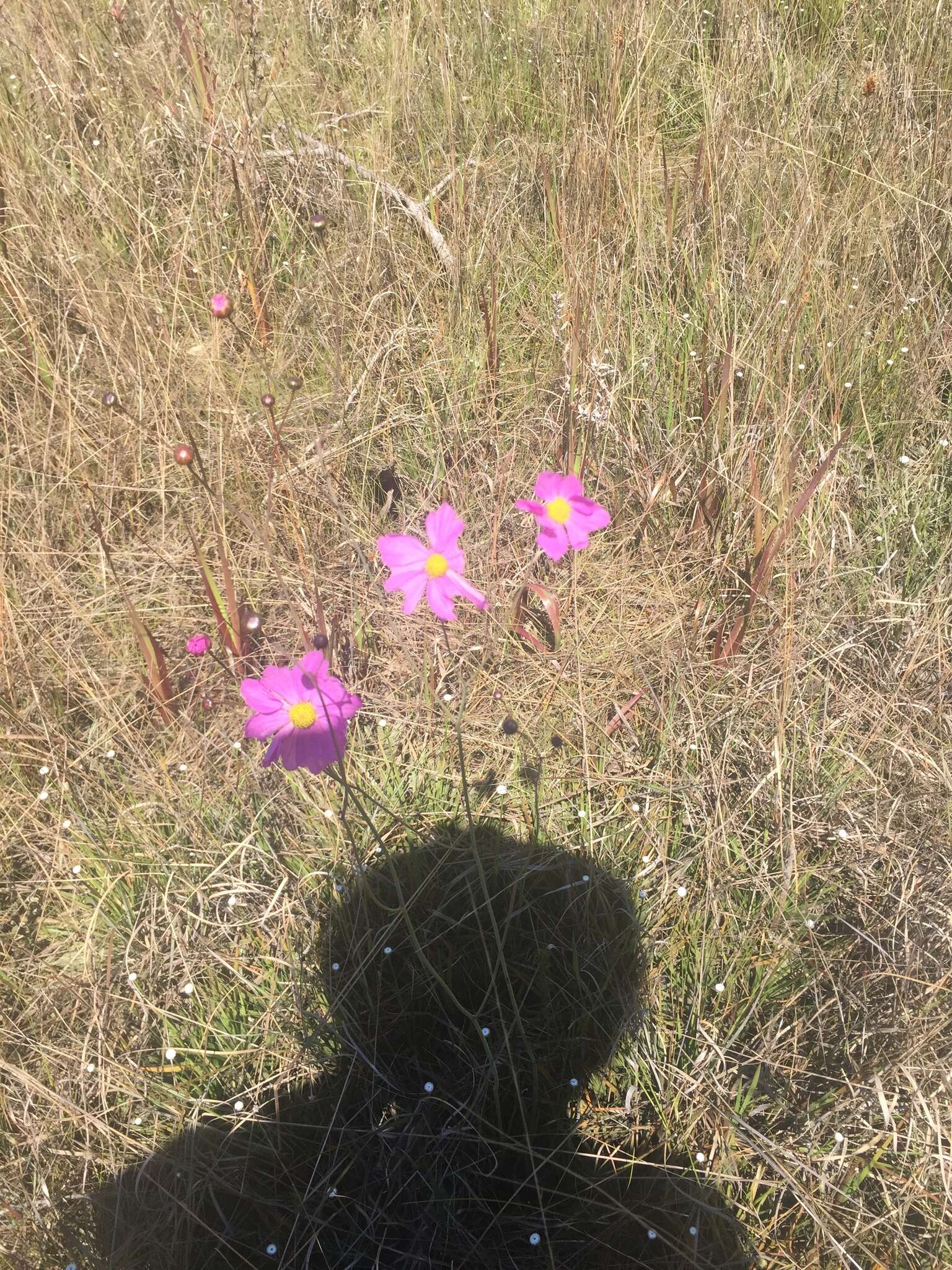 صورة Coreopsis nudata Nutt.