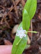 Image of Schelhammera multiflora R. Br.