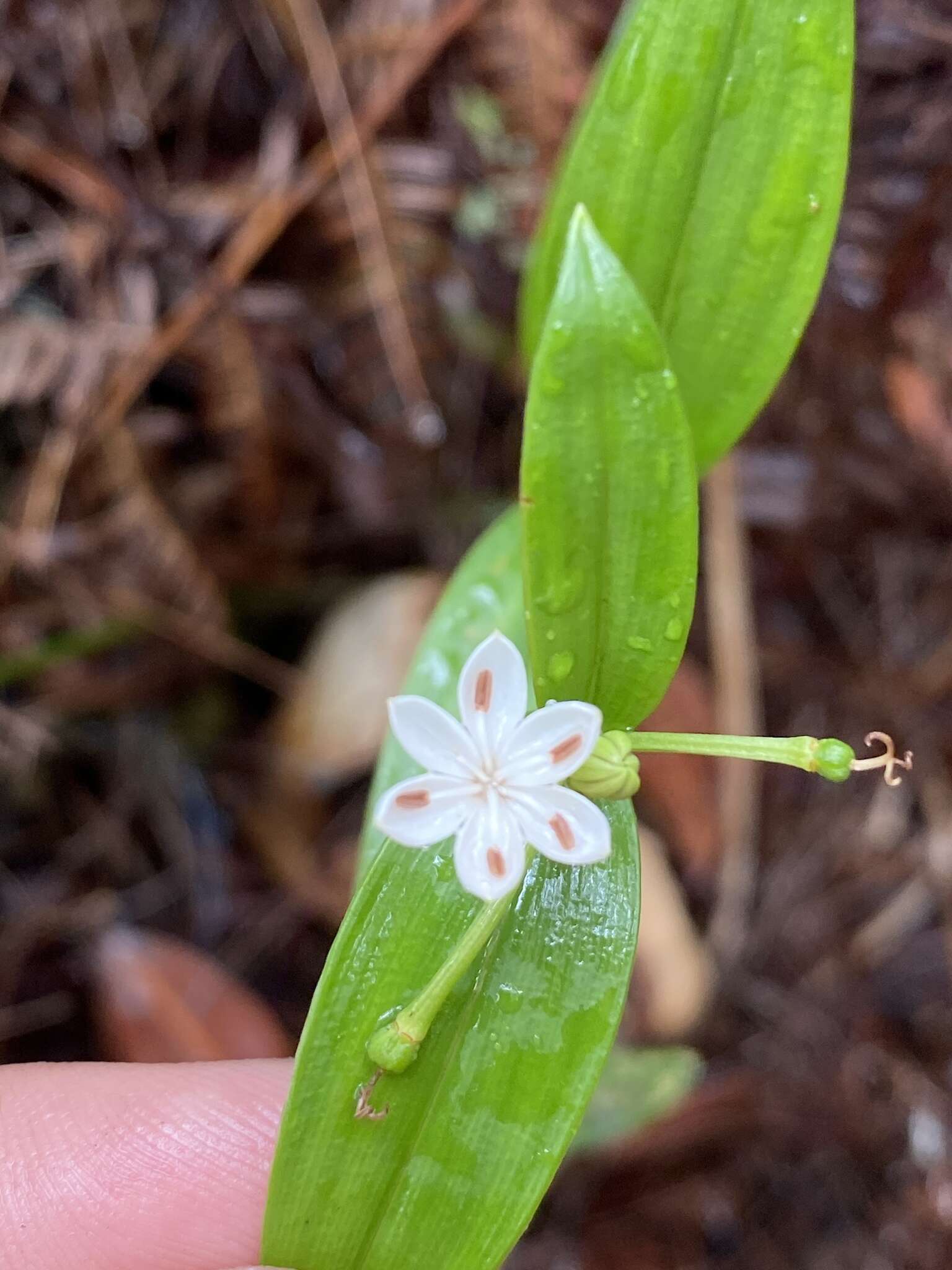 Image of Schelhammera multiflora R. Br.