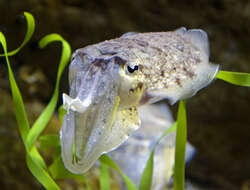 Image of Common Cuttlefish