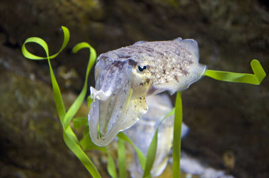 Image of Common Cuttlefish