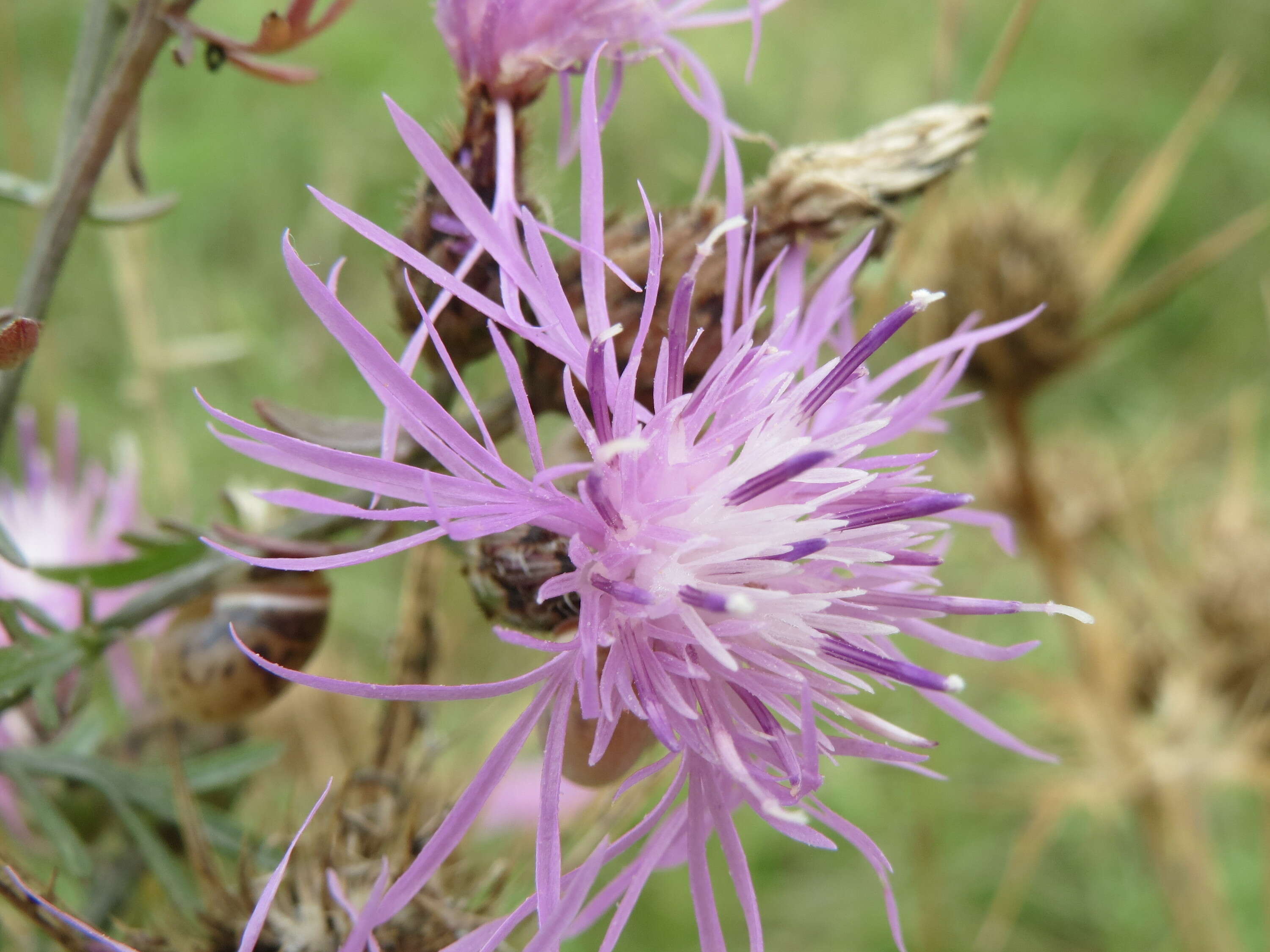 Image of spotted knapweed