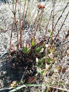 Image of Crassula ciliata L.