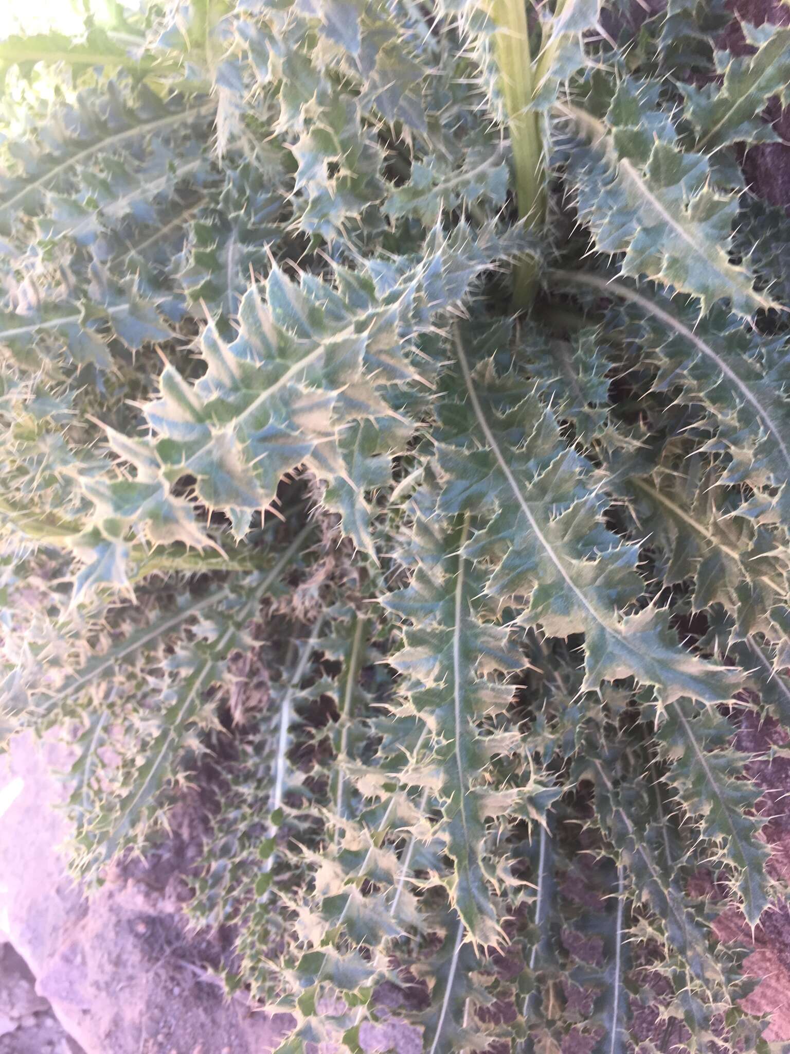 Plancia ëd Cirsium eatonii var. murdockii S. L. Welsh