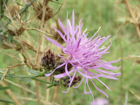 Image of spotted knapweed