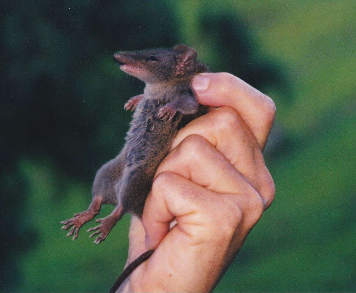 Sivun Täpläpussiainen kuva