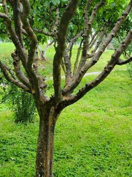 Image of Chinese-quince