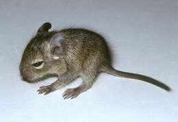 Image of degus, rock rats, and viscacha rats