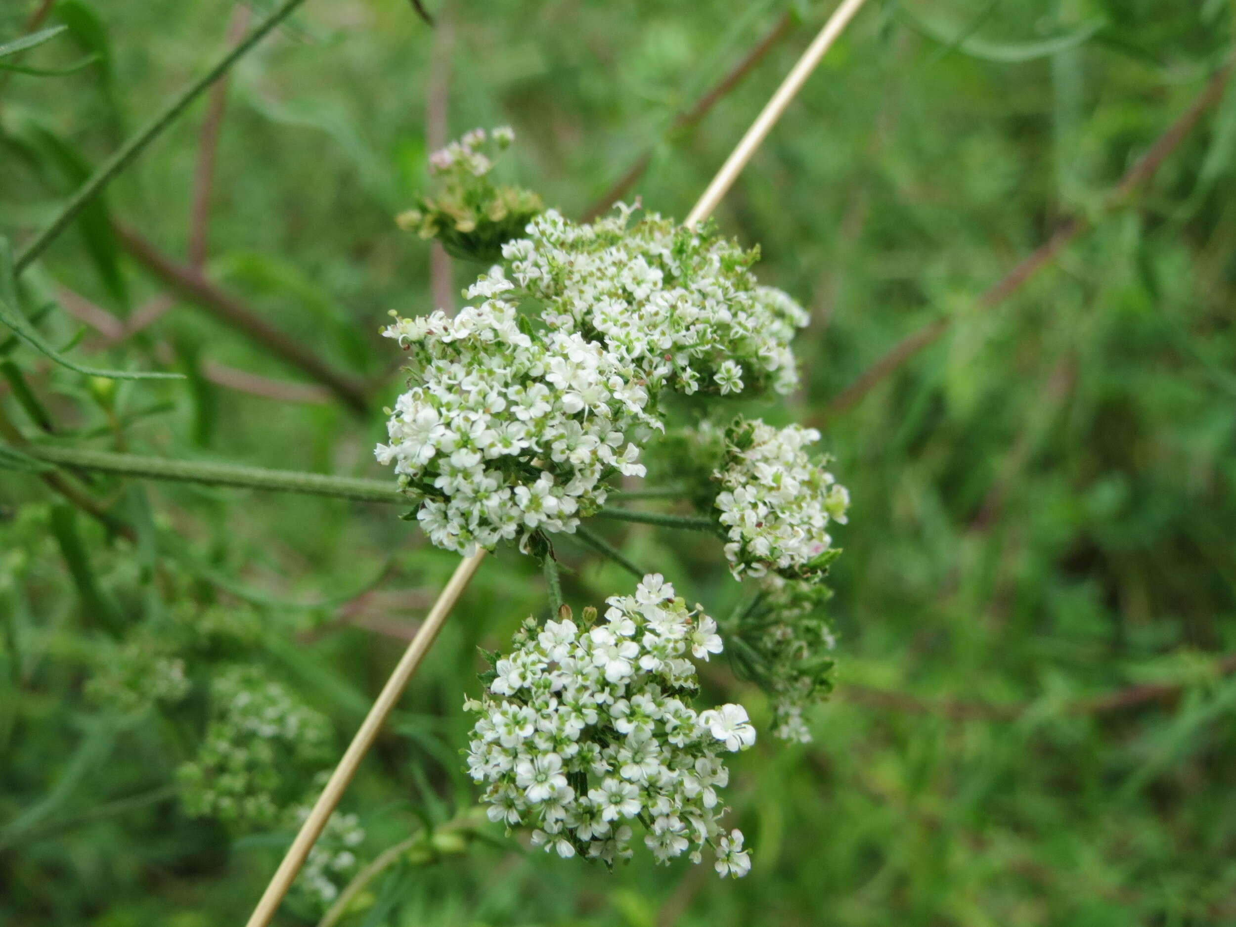 Image of Japanese hedge-parsley