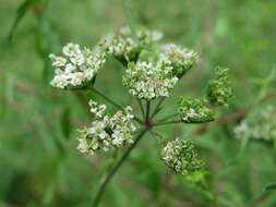 Image of Japanese hedge-parsley