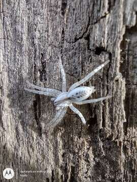 Image of Arachosia praesignis (Keyserling 1891)