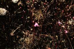 Image of Utricularia multifida R. Br.