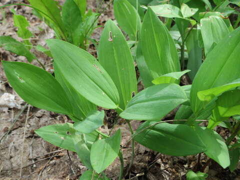 Image of Angular Solomon's Seal