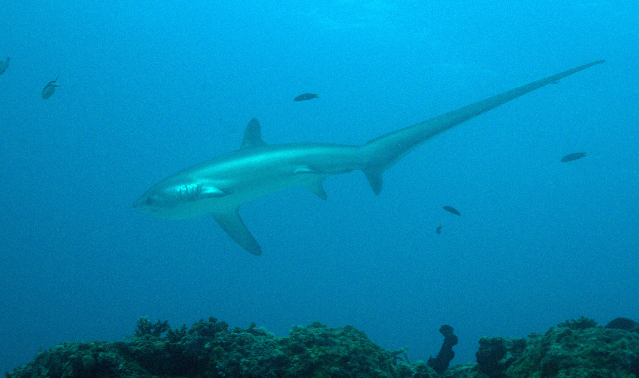 Image of thresher sharks