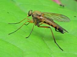 Image of Marsh Snipe fly