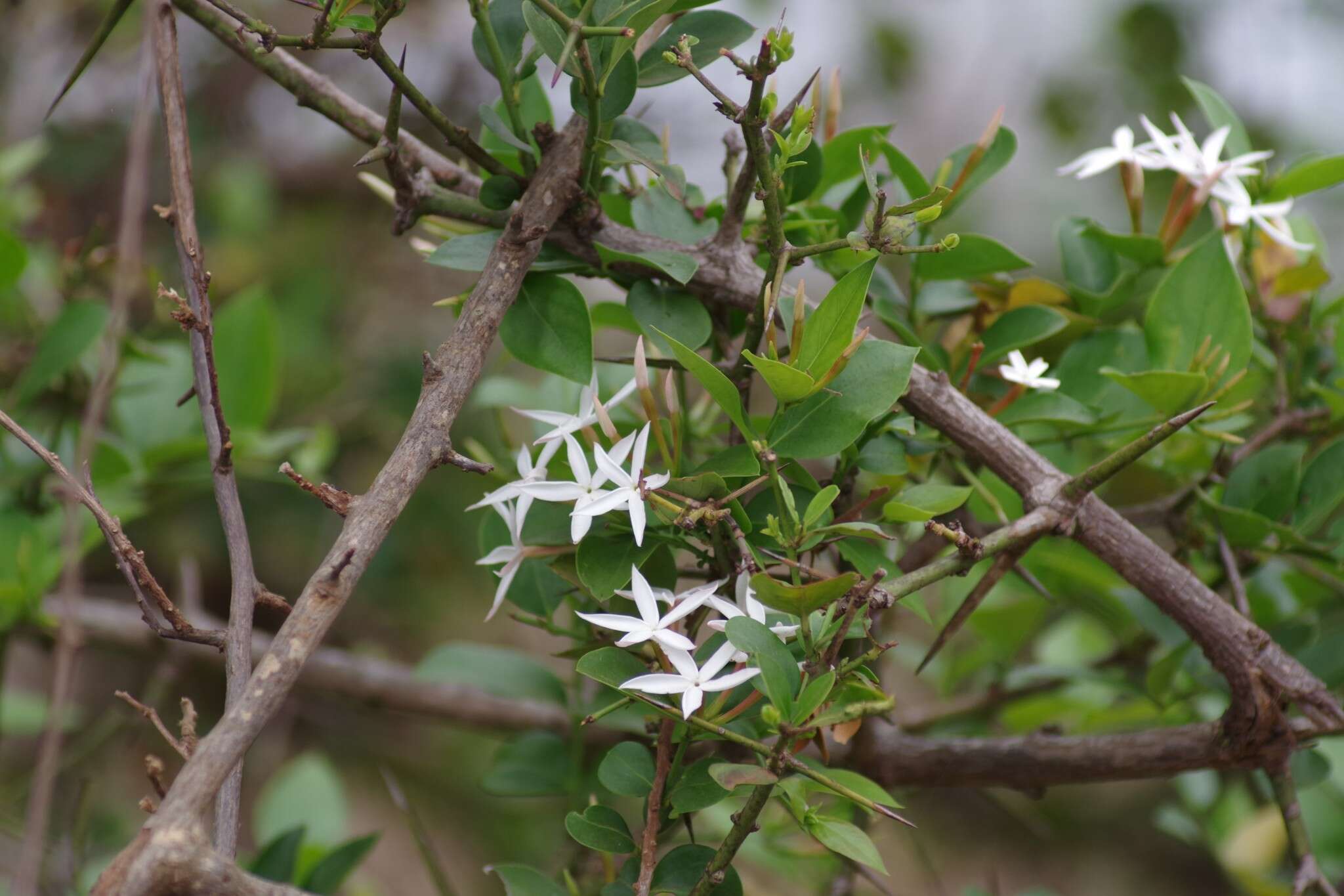 Image de Carissa edulis (Forssk.) Vahl