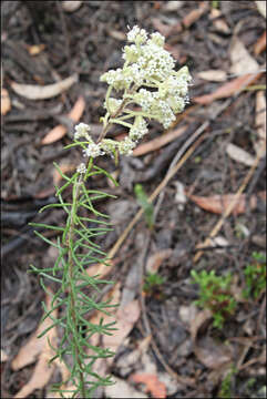 Image of Astrotricha parvifolia N. A. Wakef.