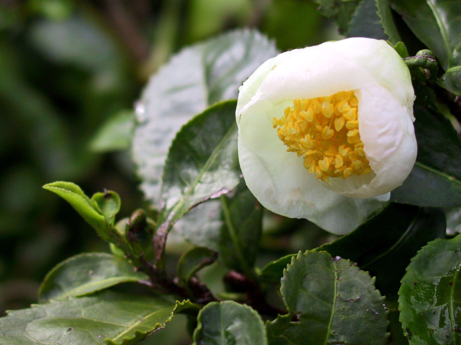 Image of Tea plant