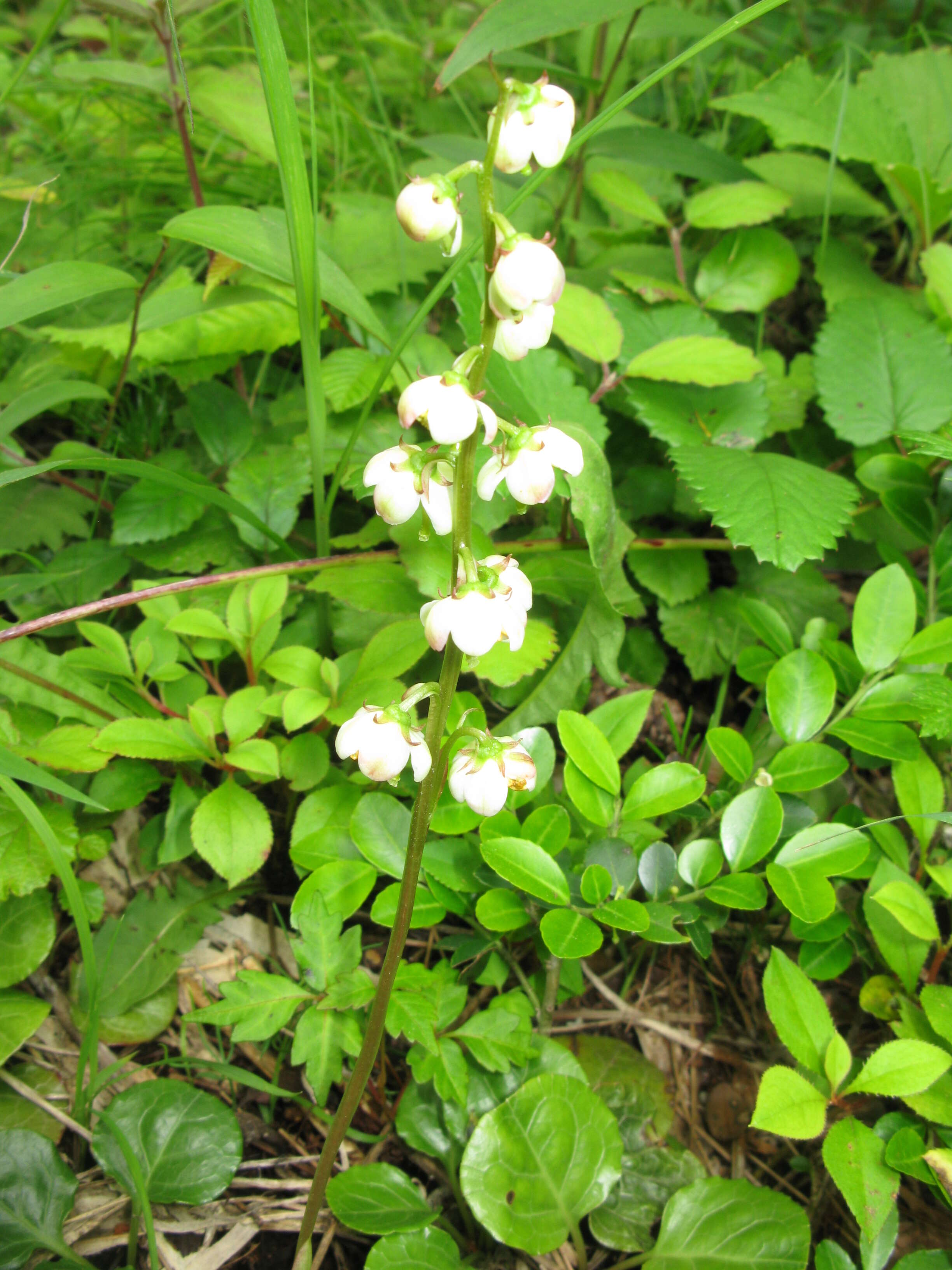 Image of Wintergreen